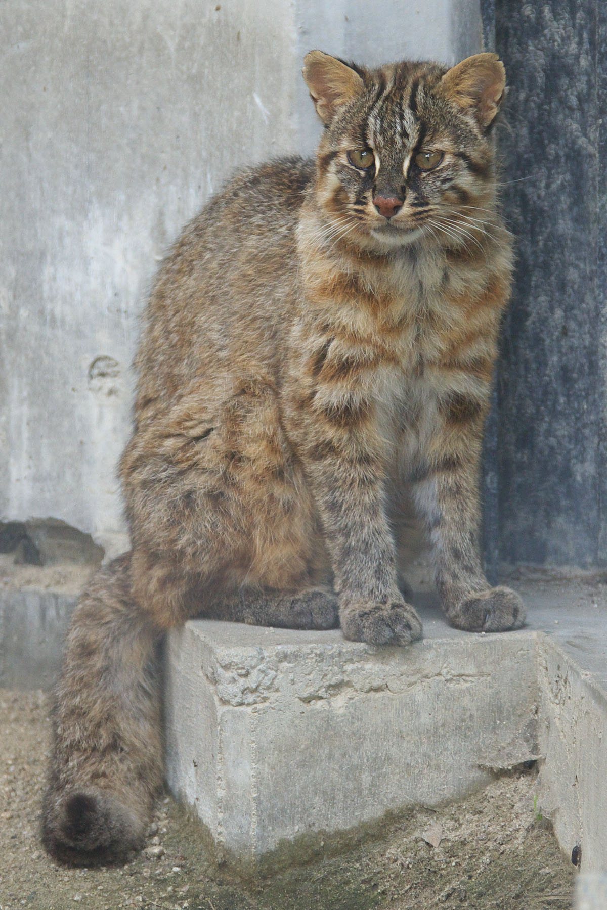 Бенгальская кошка — фото породы