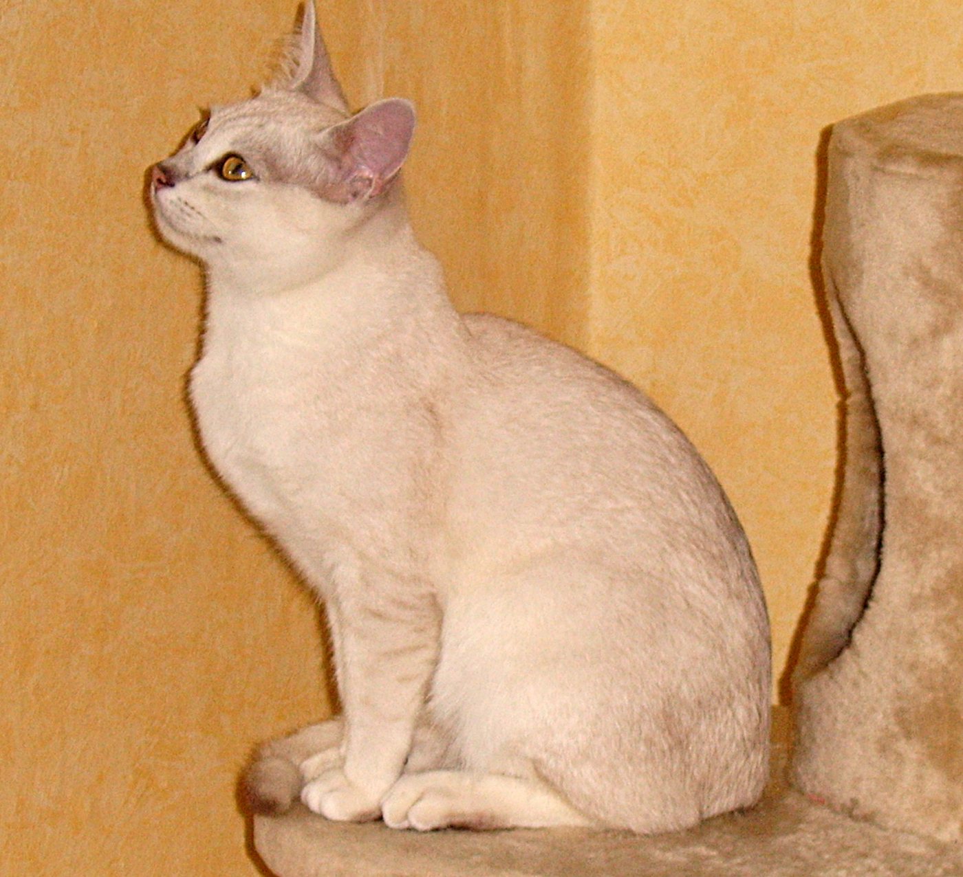 Бурмилла — фото породы