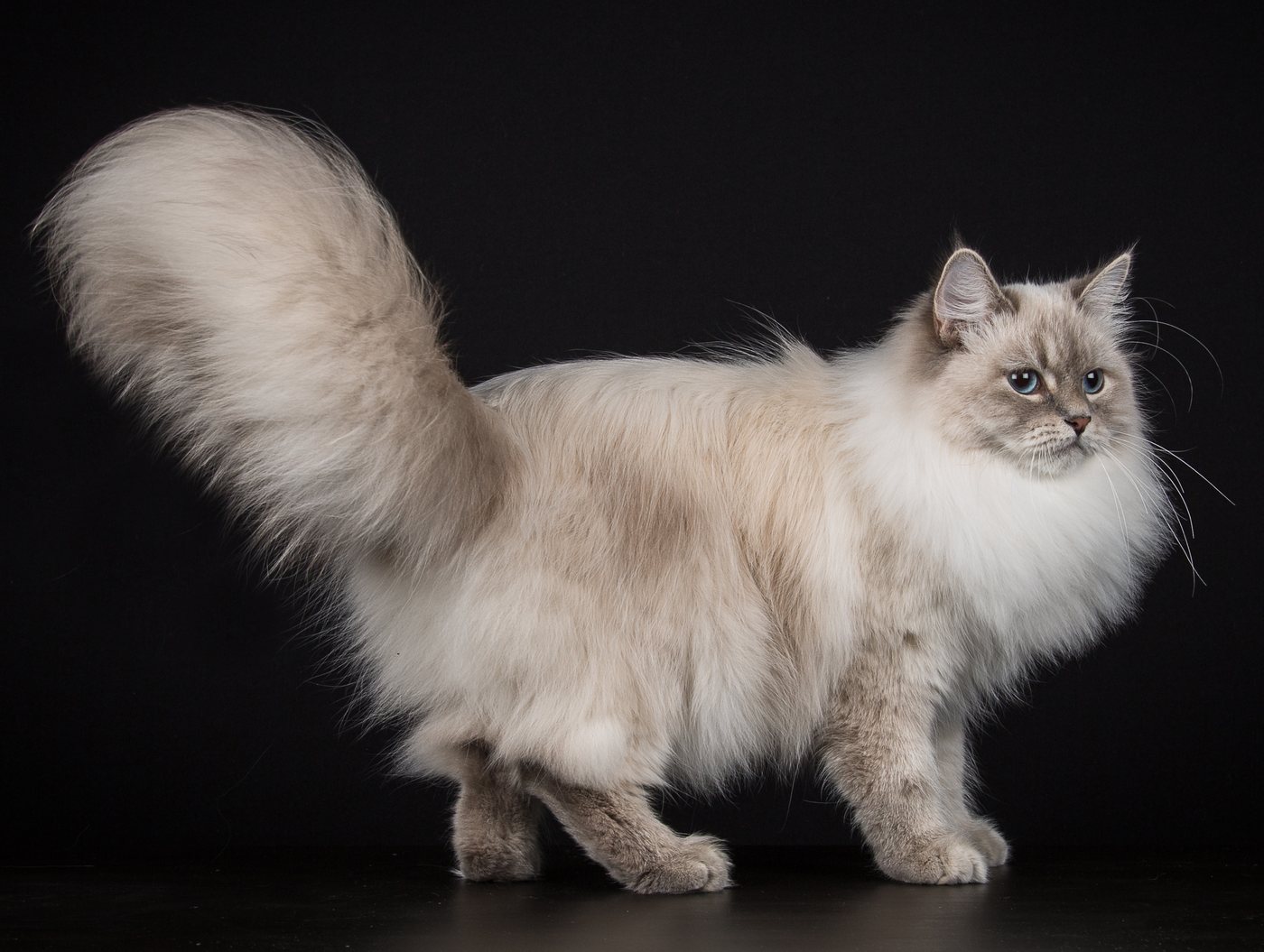 Невская маскарадная кошка — фото породы