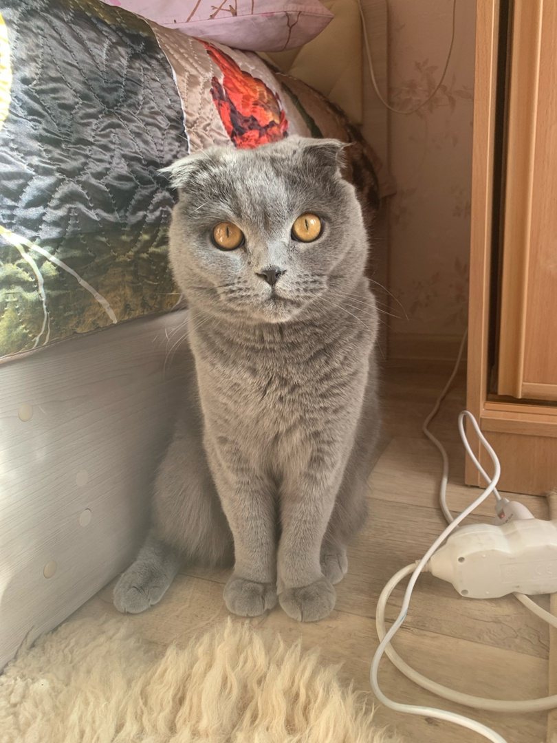 Шотландская вислоухая кошка — фото породы