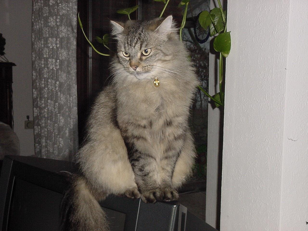 Сибирская кошка — фото породы