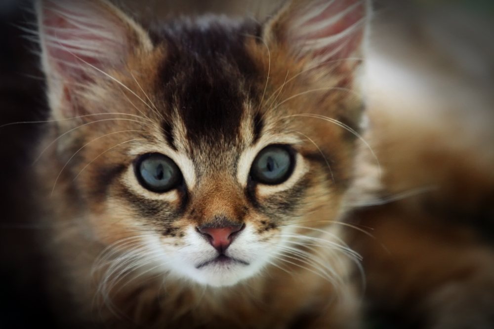 Кошка сомали — внешний вид породы