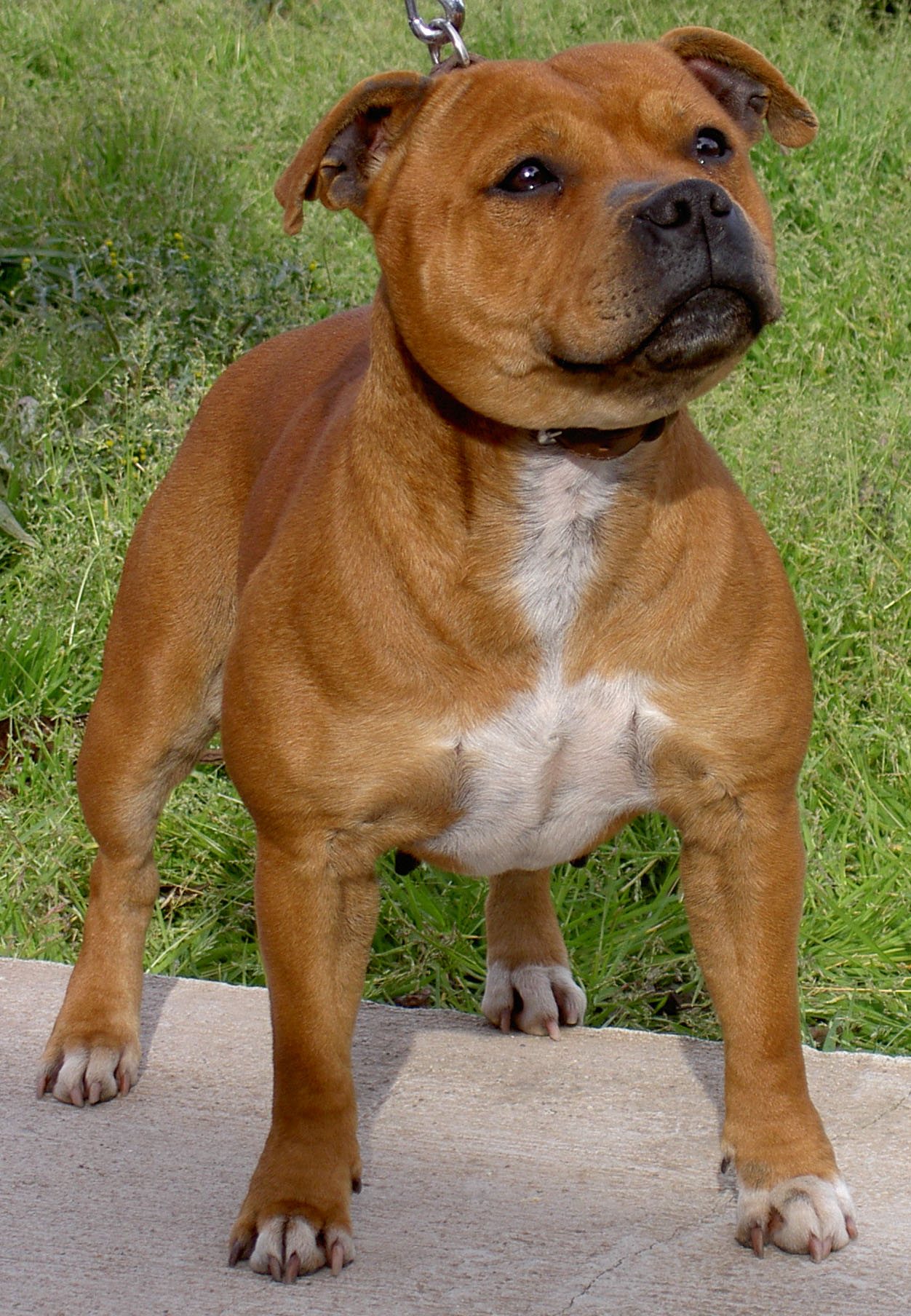 Стаффордширский бультерьер — фото породы