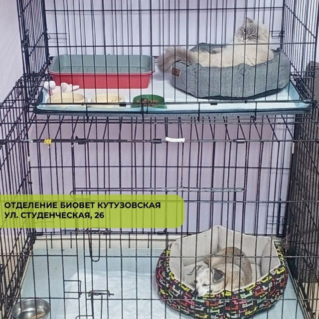 Ветклиника Кутузовская БиоВет — фото 25