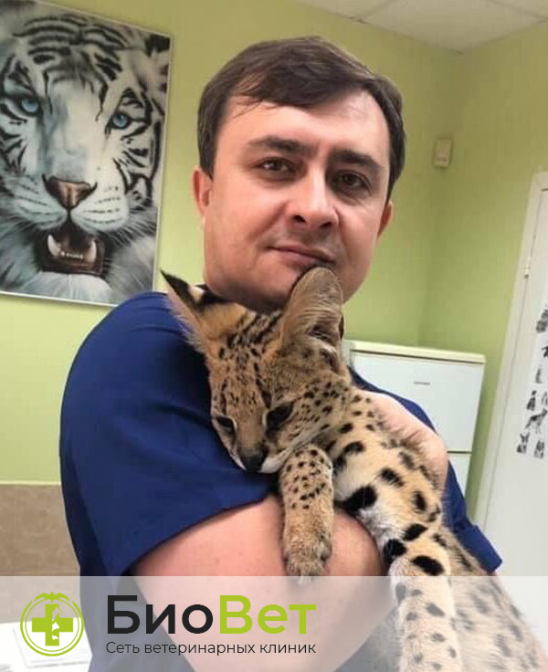 Шаловинский Дмитрий Юрьевич