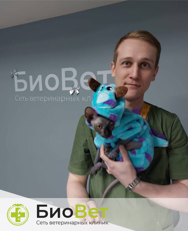 Шарифуллин Дамир Шавкатович — терапевт, ветеринарный врач БиоВет