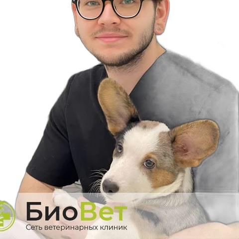 Курило Владислав Сергеевич — терапевт, ветеринарный врач БиоВет