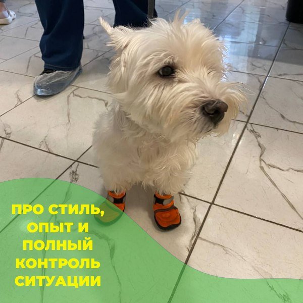 Вест-хайленд-уайт-терьер — внешний вид породы
