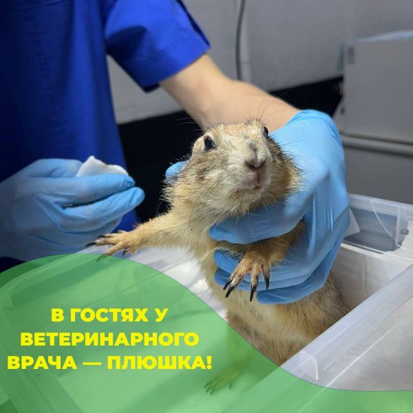 Приём у ратолога в клинике «БиоВет»: луговая собачка Плюшка на осмотре в филиале Профсоюзная