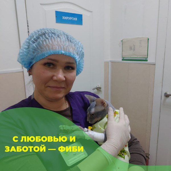 Кошка после стерилизации на руках у ассистента в клинике «БиоВет»: пробуждение у кабинета хирургии