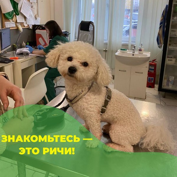 Дерматологический приём в клинике «БиоВет»: бишон-фризе Ричи у врача Ивана Коротенко