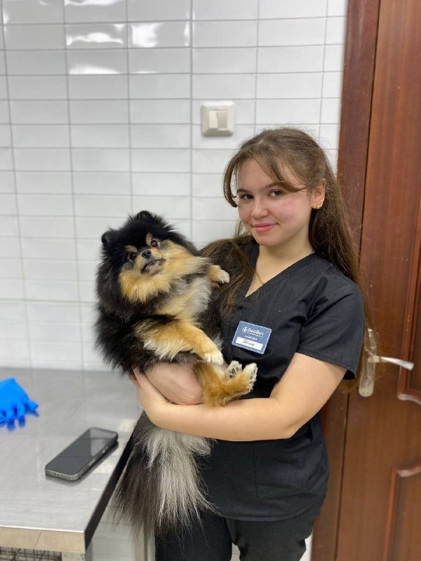 Померанский шпиц — внешний вид породы
