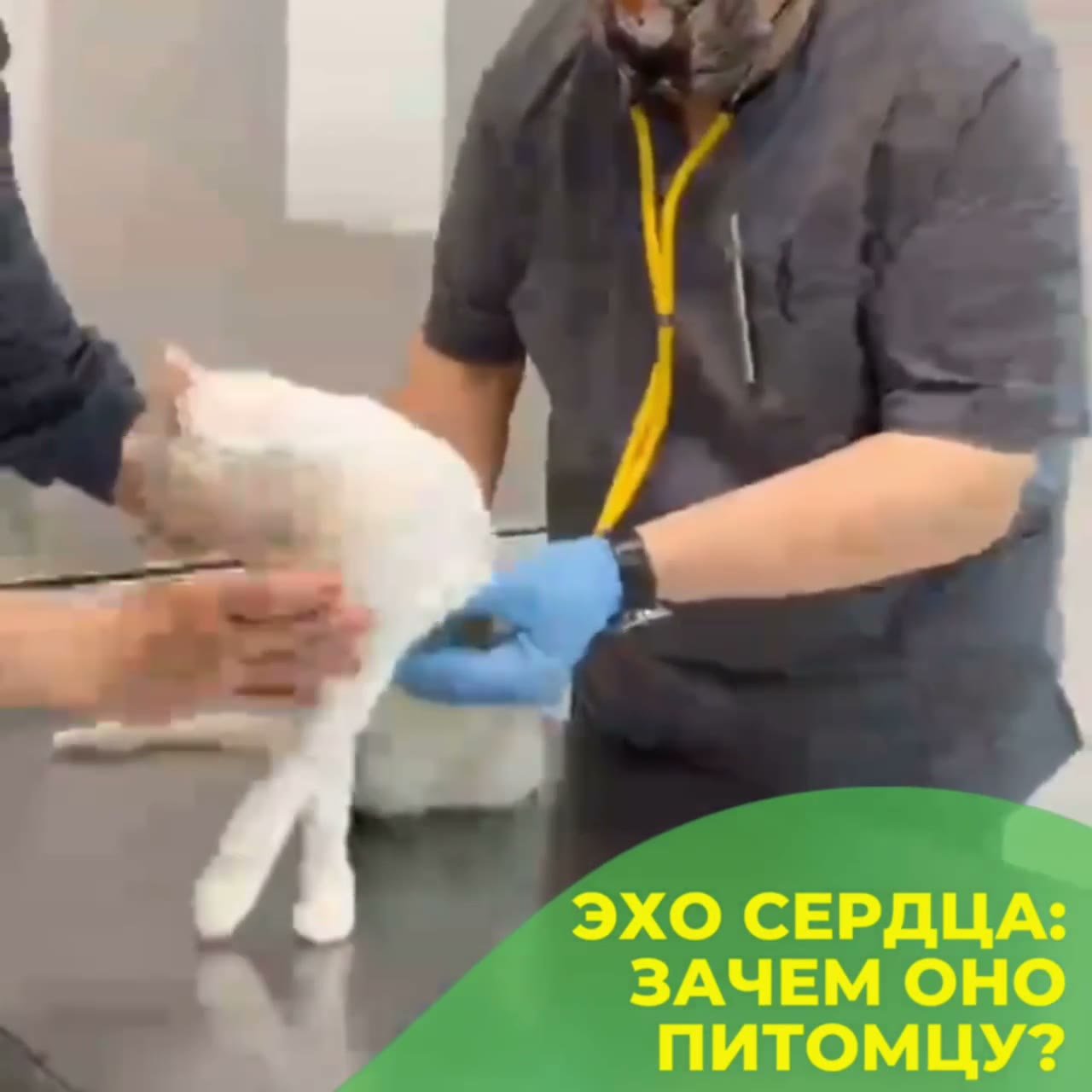 Осмотр кота кардиологом в клинике «БиоВет»: врач слушает сердце фонендоскопом