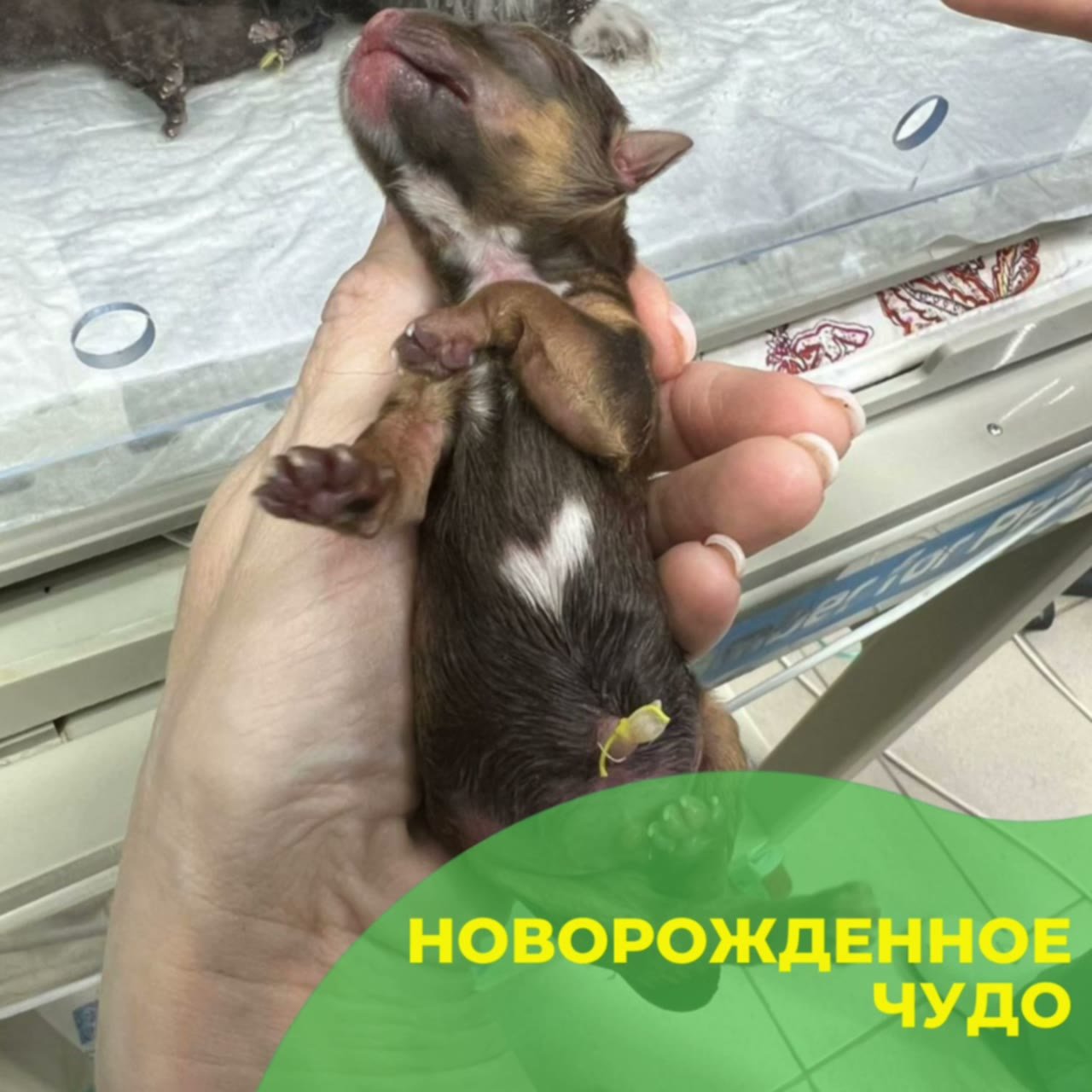 Новорождённый щенок после кесарева сечения в клинике «БиоВет»: пуповина уже обработана