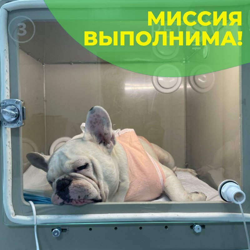 Французский бульдог лежит в закрытом боксе стационара после операции