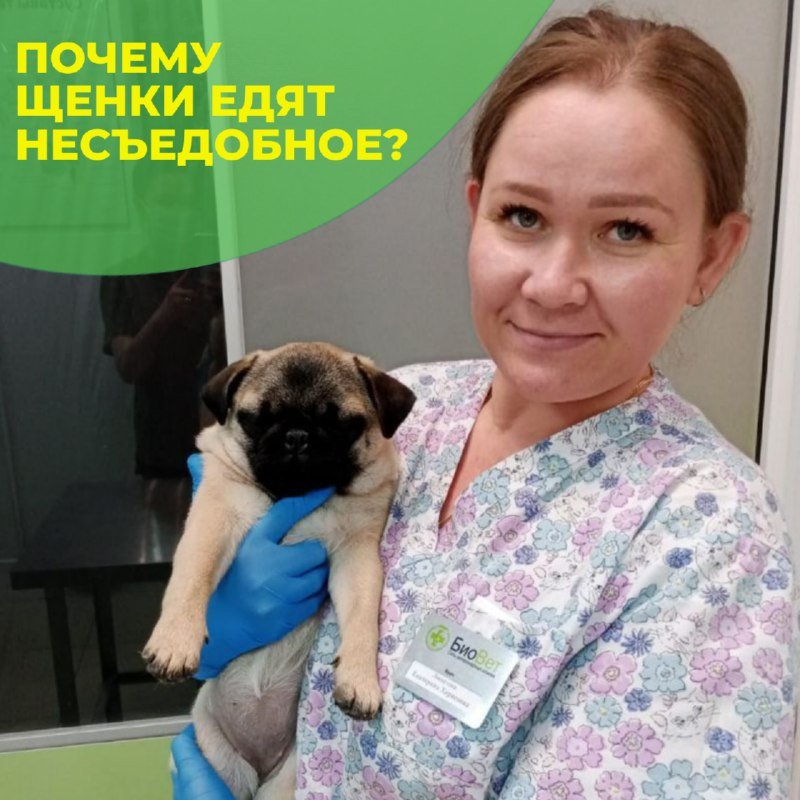 Щенок мопса на руках ассистента в клинике «БиоВет»: разбираем, почему щенки едят несъедобное