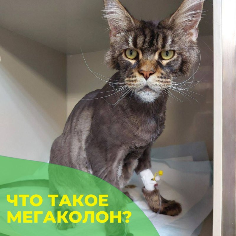 Мейн-кун в стационаре клиники «БиоВет»: лечение мегаколона, тяжёлой формы запора