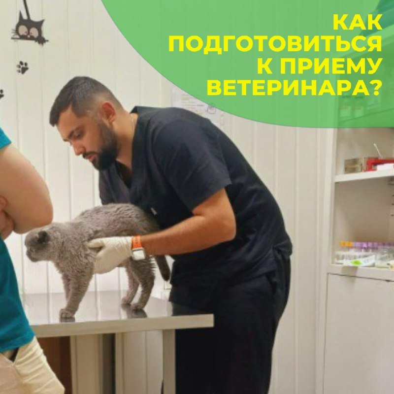 Приём терапевта в клинике «БиоВет»: врач осматривает кошку на смотровом столе