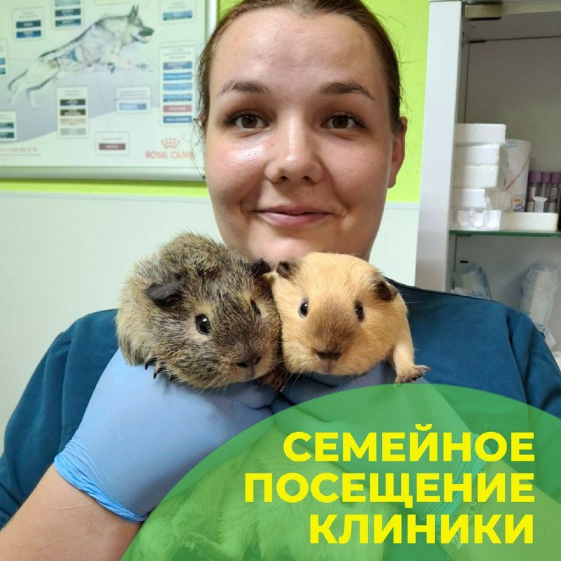 Две морские свинки на приёме в клинике «БиоВет»: семейное посещение после операции