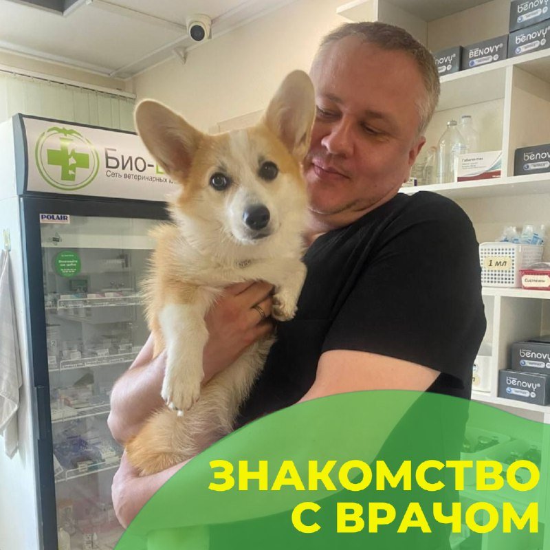 Ортопед клиники «БиоВет» Константин Мамонов с пациентом-корги
