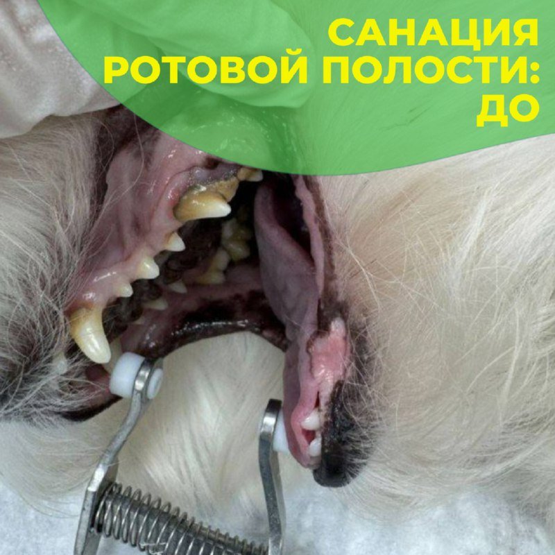Зубной камень у собаки: пасть пациента клиники «БиоВет» до санации ротовой полости