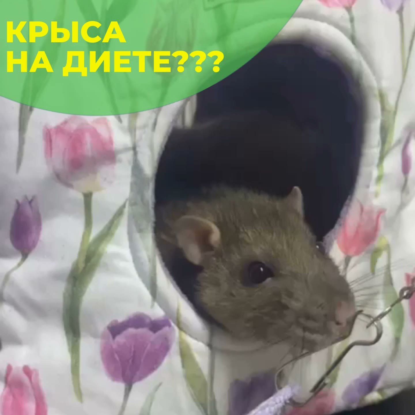 Крыса на лечении в клинике «БиоВет»: программу снижения веса вёл ратолог Николай Гончеров