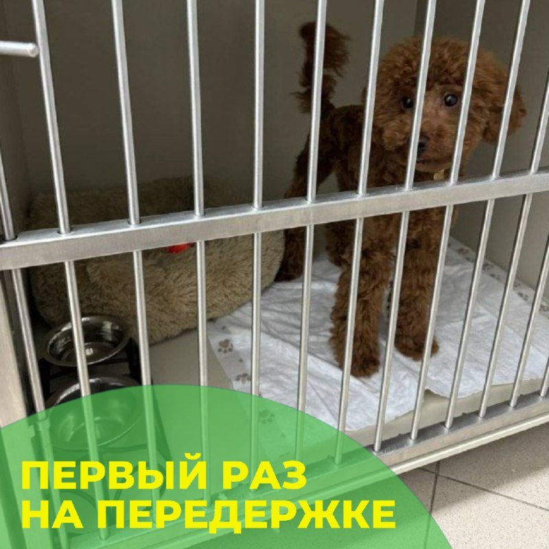 Рыжий пудель Риччи в клетке для передержки в клинике «БиоВет»