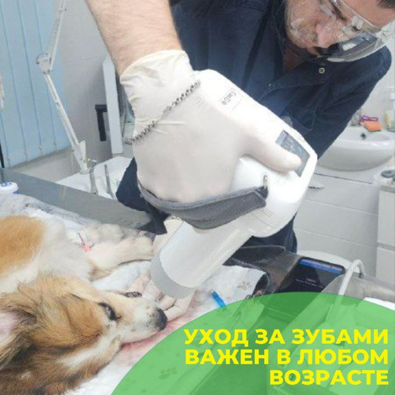 Собака на стоматологической процедуре в клинике «БиоВет»: уход за зубами возрастного пациента