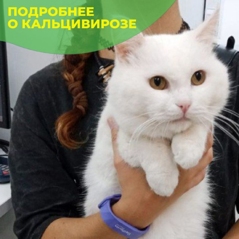 Кошка на руках у сотрудницы клиники «БиоВет»: приём при подозрении на кальцивироз