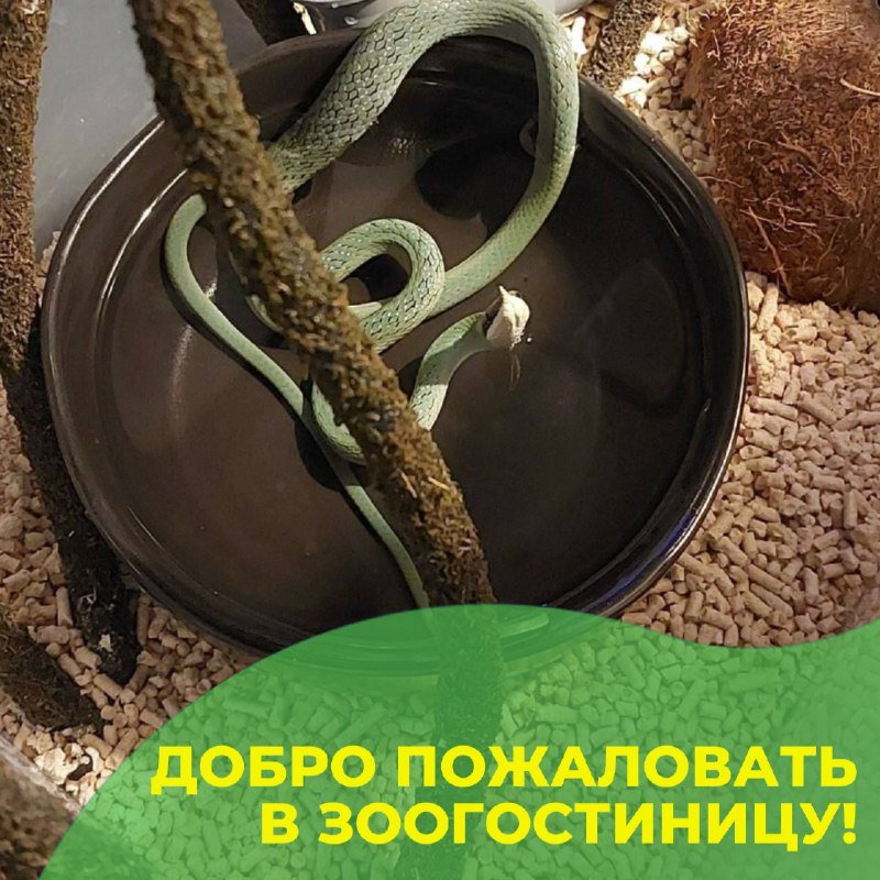 Зелёная змея ринхофис Буланже по кличке Зелёный Нос в террариуме