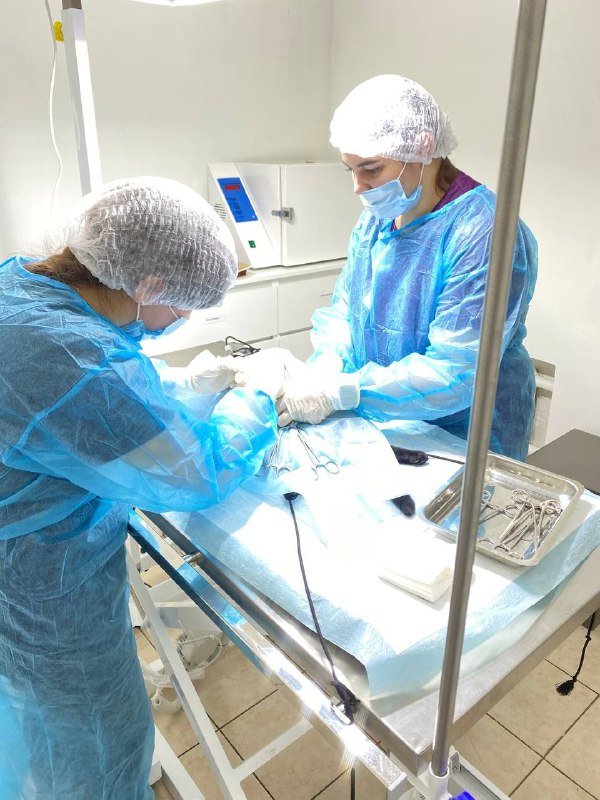 Кастрация кошки в клинике «БиоВет»: операция пациентки хирурга Константина Мамонова