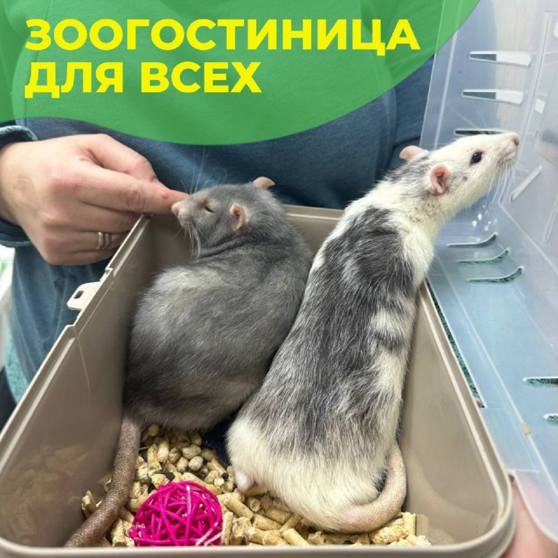 Крысы Хакайдо и Альба в переноске на передержке в клинике «БиоВет Щёлковская»