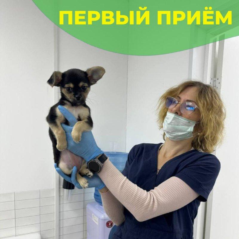 Первый приём и вакцинация двухмесячного щенка в клинике «БиоВет»: осмотр перед прививкой