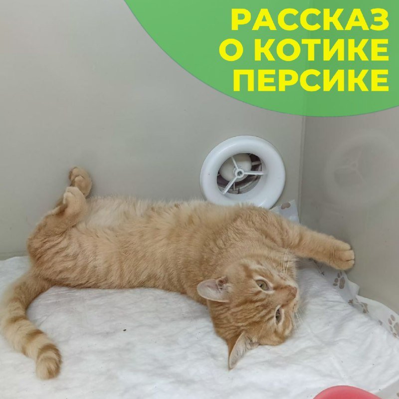 Рыжий кот Персик разлёгся на спине на белой подстилке в боксе клиники