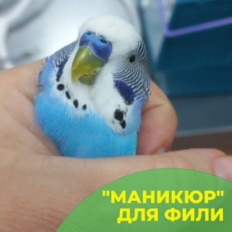 Подрезка когтей волнистому попугаю в клинике «БиоВет»: пациент спокойно сидит в руке