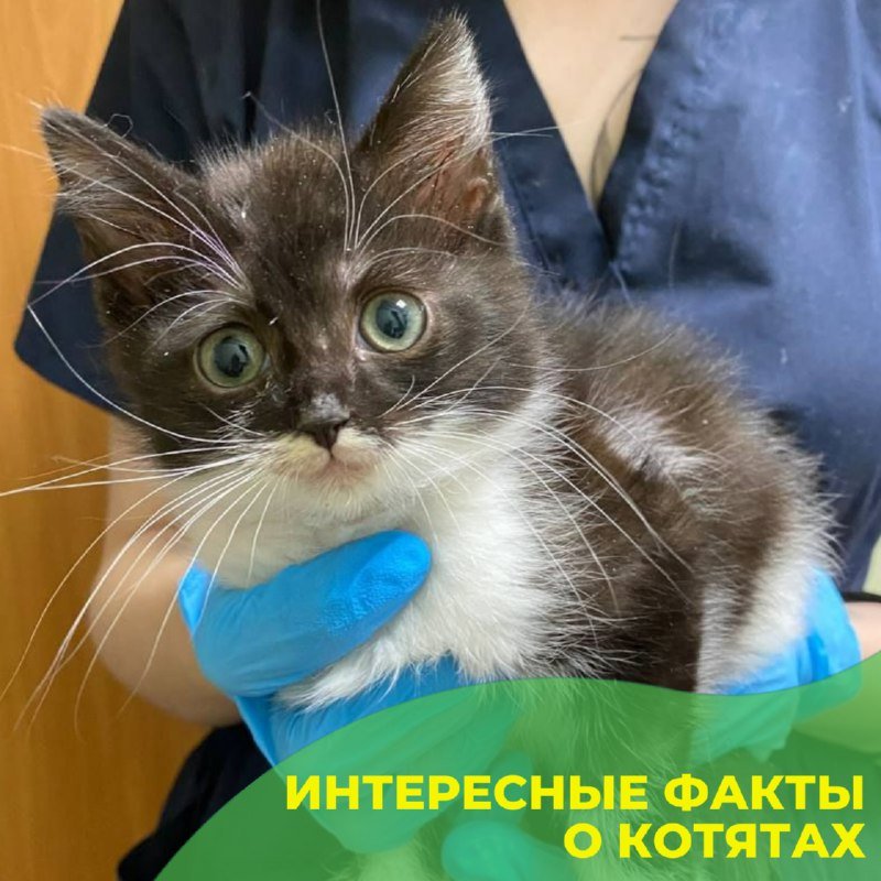 Котёнок на первом осмотре в клинике «БиоВет»: здоровье малыша под контролем