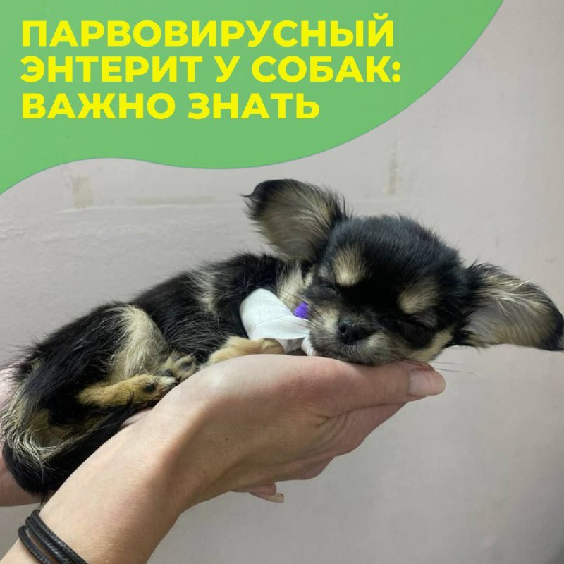 Щенок на лечении в клинике «БиоВет»: внутривенный катетер при парвовирусном энтерите