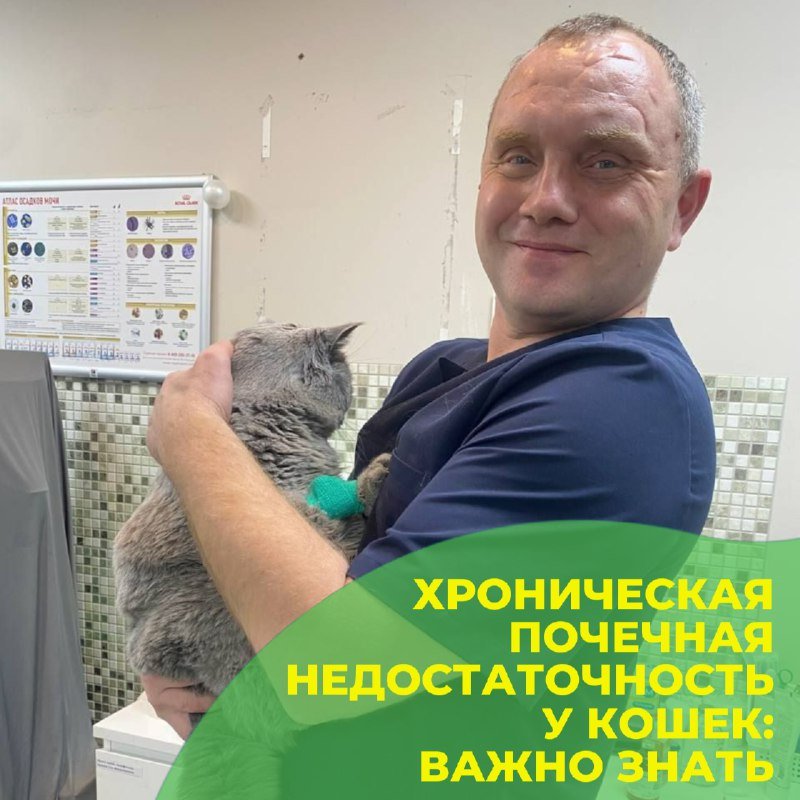 Кот на лечении в клинике «БиоВет»: терапия при хронической почечной недостаточности