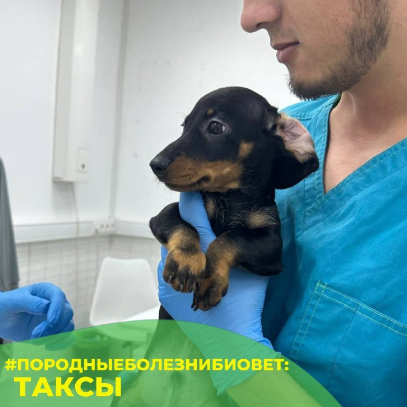 Такса — внешний вид породы