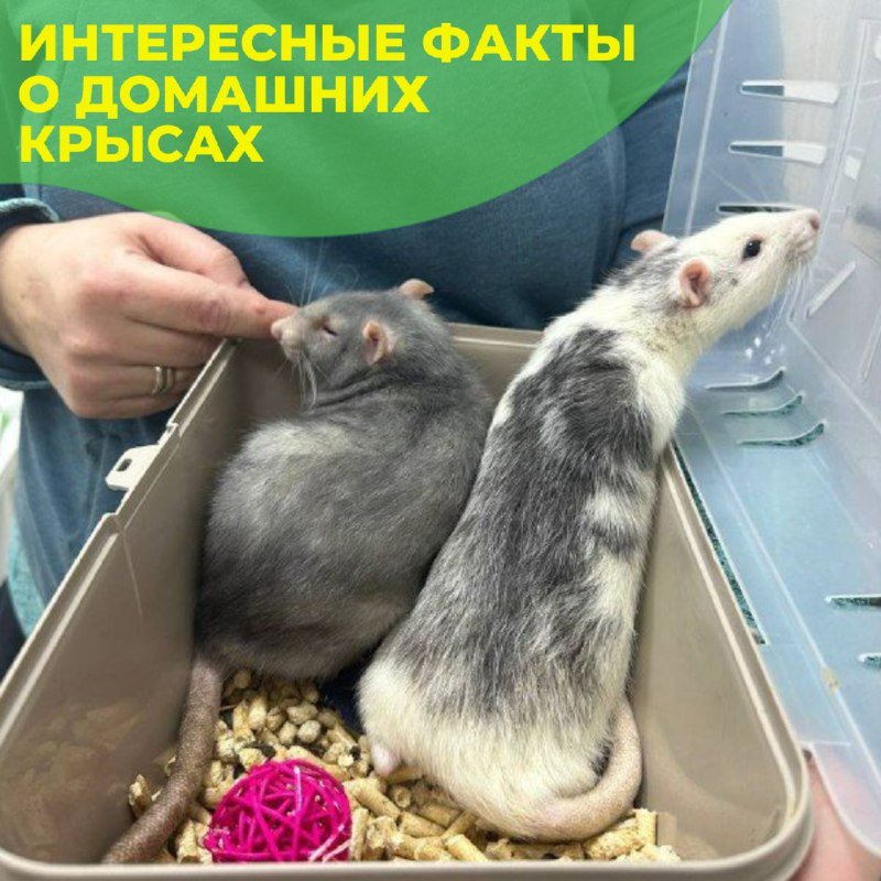 Декоративная крыса — внешний вид породы