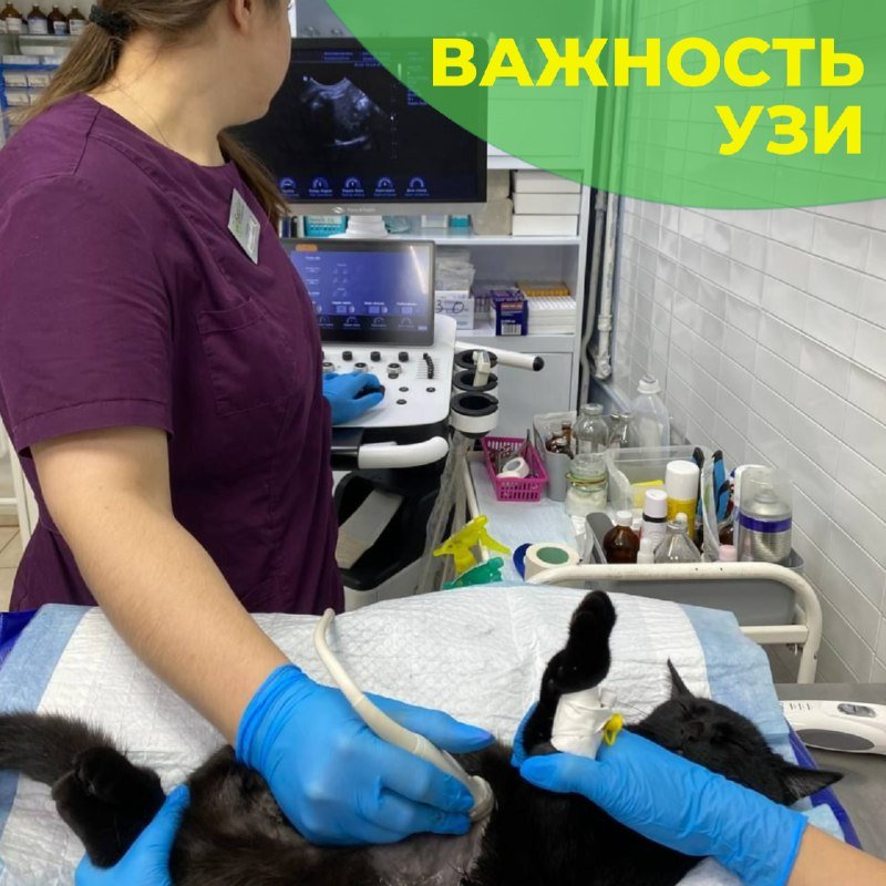 Ультразвуковое исследование в клинике «БиоВет»: врач осматривает пациента у аппарата УЗИ
