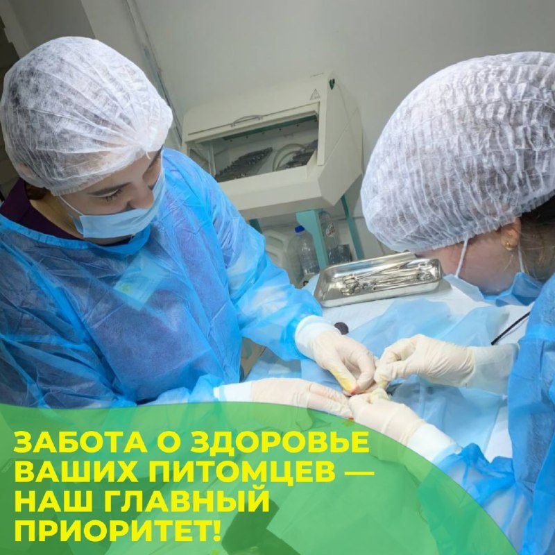 Работа хирургов в клинике «БиоВет»: операция проходит в стерильных условиях