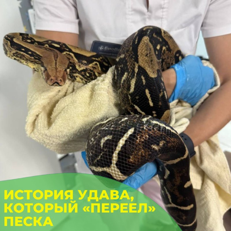 Удав, наевшийся песка, на приёме в клинике «БиоВет»: осмотр перед лечением