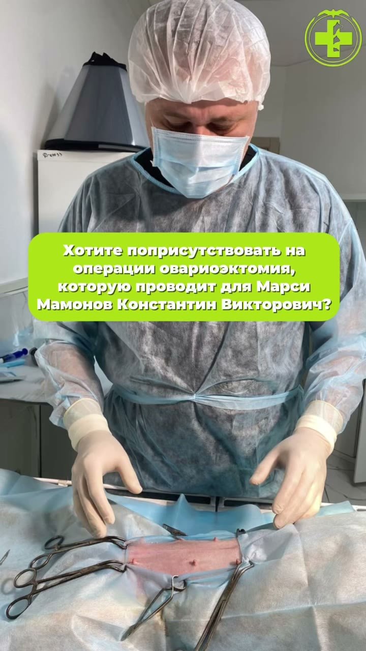 Овариоэктомия кошке в клинике «БиоВет»: оперирует хирург Константин Мамонов