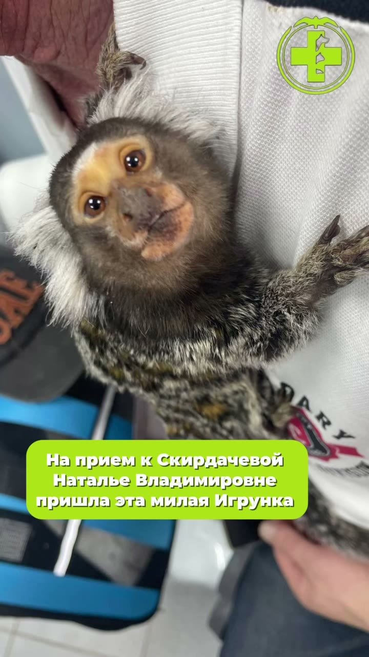 Игрунка на приёме у экзотолога Натальи Скирдачевой в клинике «БиоВет»