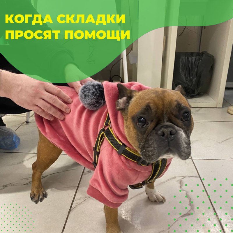Французский бульдог на приёме в клинике «БиоВет»: складки кожи требуют лечения