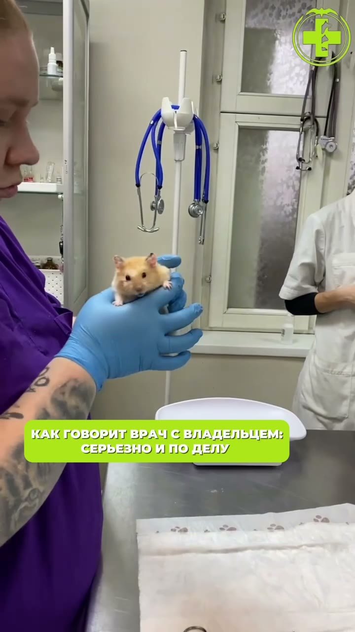 Осмотр хомяка в клинике «БиоВет»: врач бережно держит пациента в смотровом кабинете