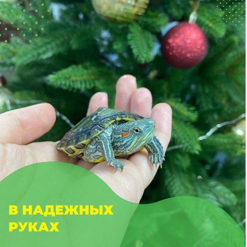Красноухая черепаха — внешний вид породы