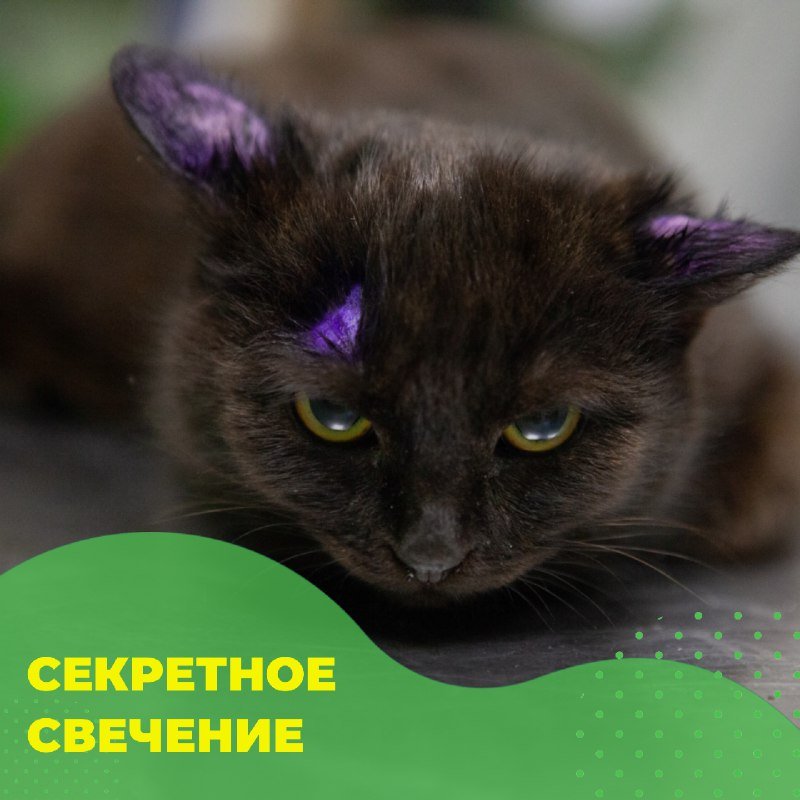 Диагностика лишая в клинике «БиоВет»: свечение на шерсти кошки под лампой Вуда