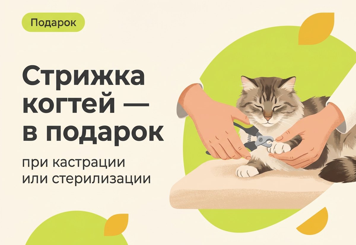 Стрижка когтей в подарок при кастрации или стерилизации